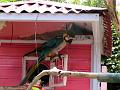 21a - Jardin Tropical 037
